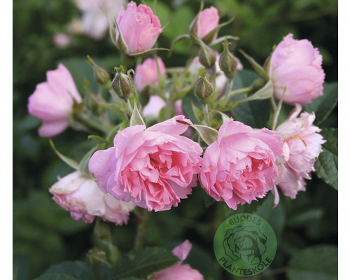 Ros OMNIA GARDEN Rosa 'Pink Grootendorst' (Rug) 1-pack