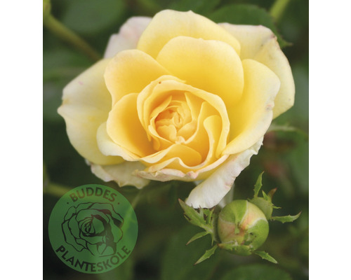 Ros OMNIA GARDEN Rosa Yellow Fairy 'Poulfair' (Miniatyrros-Gruppen) 1-pack