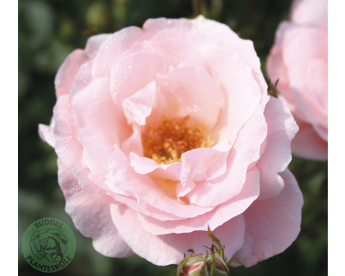 Ros OMNIA GARDEN Rosa 'Queen Elisabeth' (Grandiflora-Gruppen) 1-pack