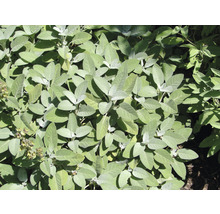 Kryddsalvia OMNIA GARDEN Salvia officinalis 'Berggarten' 15-pack-thumb-1