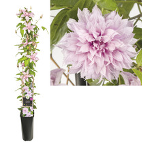 Storblommig Klematis Clematis Hybride Multi Pink ca 90cm Co 2,3L-thumb-1