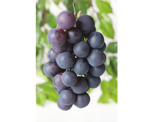 Vindruvor OMNIA GARDEN Vitis vinifera blå Burgunder 5-pack