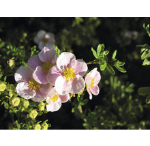Trädgårdstok OMNIA GARDEN Dasiphora (Fruticosa-Gruppen) Pink Beauty 100-pack-thumb-4