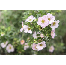 Trädgårdstok OMNIA GARDEN Dasiphora (Fruticosa-Gruppen) Pink Beauty 100-pack-thumb-0