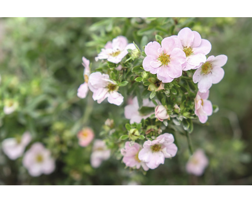 Trädgårdstok OMNIA GARDEN Dasiphora (Fruticosa-Gruppen) Pink Beauty 100-pack-0