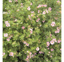 Trädgårdstok OMNIA GARDEN Dasiphora (Fruticosa-Gruppen) Pink Beauty 100-pack-thumb-2