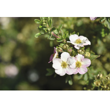 Trädgårdstok OMNIA GARDEN Dasiphora (Fruticosa-Gruppen) Pink Beauty 100-pack-thumb-3