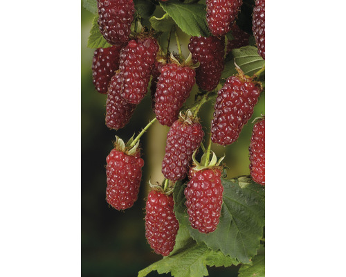 Björnbärshallon OMNIA GARDEN Rubus Tayberry 5-pack
