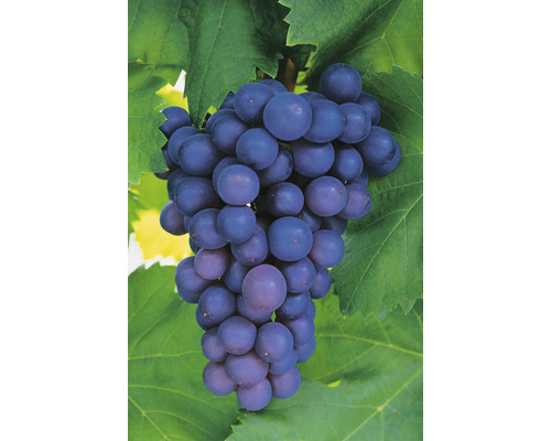 Vindruvor OMNIA GARDEN Vitis vinifera Frankenthaler 5-pack-0