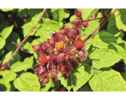 Vinhallon OMNIA GARDEN Rubus phoenicolasius 1-pack