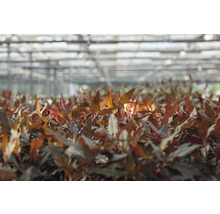 Akvarieväxt DENNERLE PLANTS Papegojblad bredbladig Alternanthera reineckii röd-thumb-2