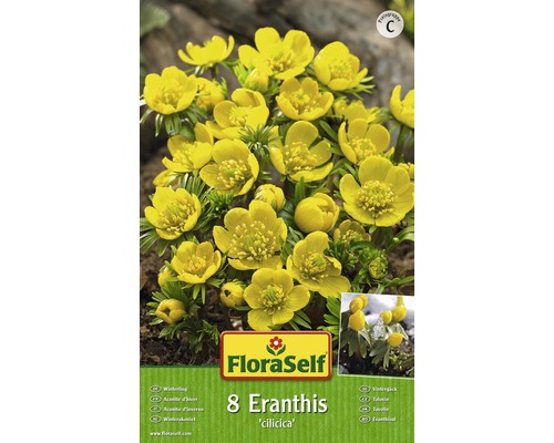 Blomsterlökar FLORASELF vintergäck Cilicica gul 8st