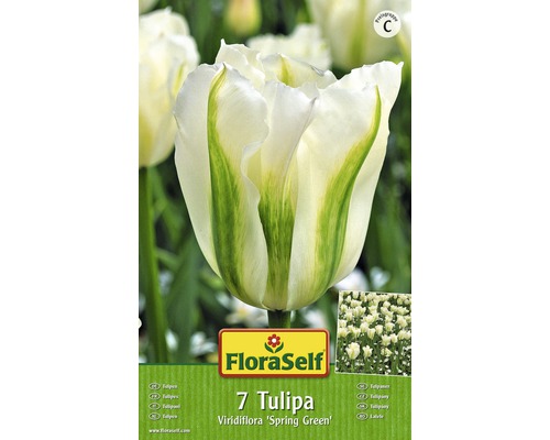 Blomsterlökar FLORASELF tulpan Viridiflora Spring Green vit/grön 7st