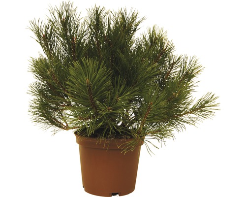 Bergtall FLORASELF Pinus mugo 15-20cm co 3L