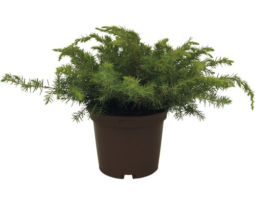 Enbuske FLORASELF Juniperus conferta Blue Pacific 20-30 cm co 2L
