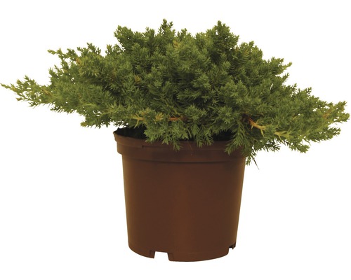 Japansk kryp-en FLORASELF Juniperus procumbens Nana 20-25cm co 2L