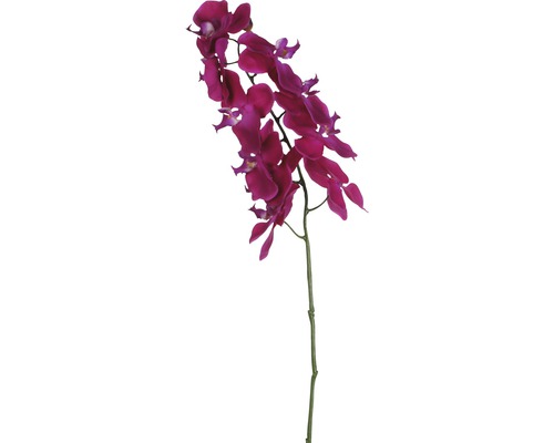 Konstväxt MICA Phalaenopsis kvist 7x71x14cm violett