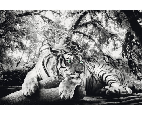 Poster REINDERS Tiger watching you 61x91,5cm