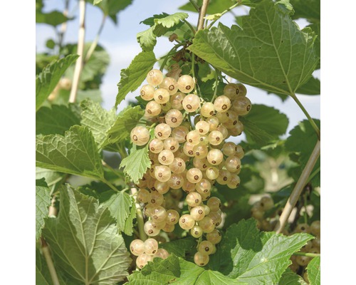 Vita vinbär FLORASELF Ribes sativum Weisse Versailler 40-60 cm co 3 L
