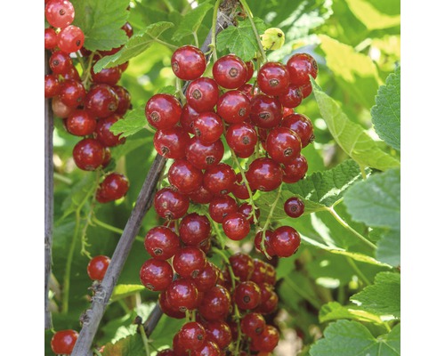 Röda vinbär FLORASELF Ribes rubrum Jonkheer van Tets 40-60cm co 3L