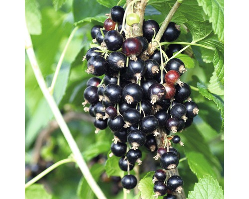 Svarta vinbär FLORASELF Ribes nigrum Titania 40-60cm co 3L