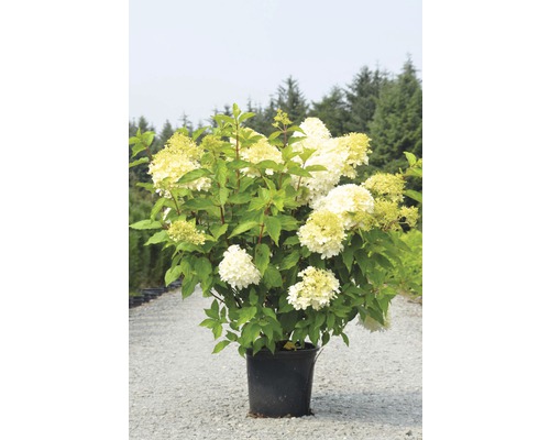 Vipphortensia FLORASELF Hydrangea paniculata Limelight 100x125cm co 15L buskig XXL-kvalitet