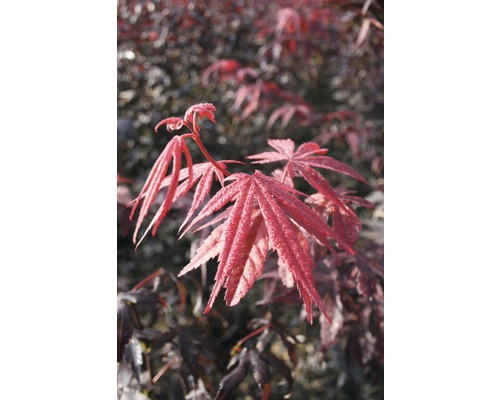 Japansk lönn FLORASELF Acer palmatum Bloodgood 40-60cm co 4L
