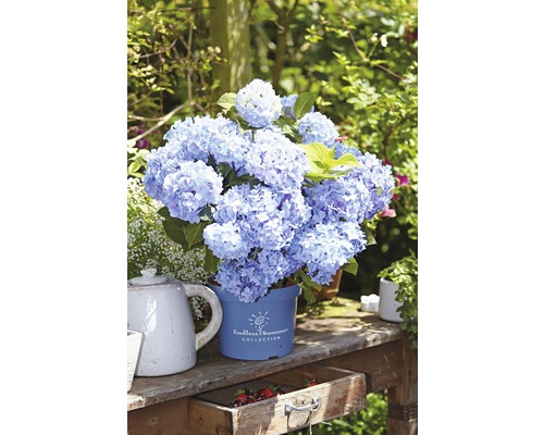 Bollhortensia FLORASELF Endless Summer Hydrangea macrophylla 50-60cm co 5L blå