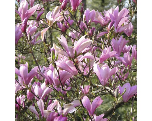 Magnolia FLORASELF Magnolia 50-60cm co 5L tillfälligt sortiment