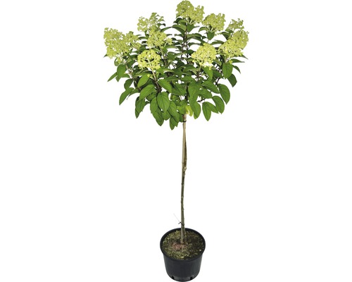Vipphortensia Hydrangea paniculata Bobo 100-125cm Co 7,5L