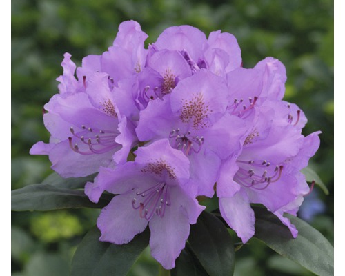 Storblommig alpros FLORASELF Rhododendron Hybride lila 50-60cm co 7L