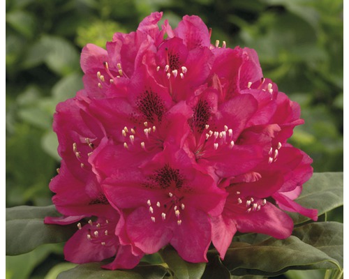 Storblommig alpros Rhododendron Hybride röd 40-50cm co 7L
