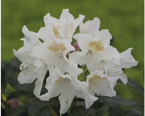 Storblommig alpros FLORASELF Rhododendron Hybride vit 30-40cm co 5L
