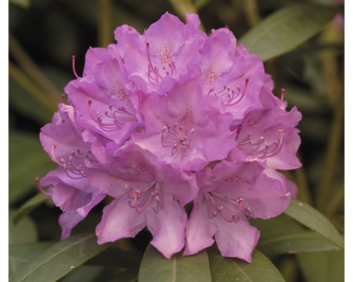 Storblommig alpros FLORASELF Rhododendron Hybride rosa 50-60cm co 7L