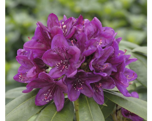 Storblommig alpros FLORASELF Rhododendron Hybride mörklila 30-40cm