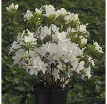 Dvärgazalea FLORASELF Rhododendron obtusum 20-30 cm co 2L vit-thumb-1