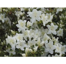 Dvärgazalea FLORASELF Rhododendron obtusum 20-30 cm co 2L vit-thumb-0