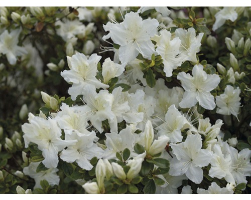 Dvärgazalea FLORASELF Rhododendron obtusum 20-30 cm co 2L vit-0