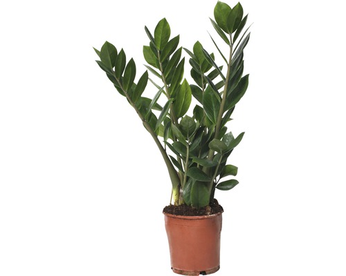 Garderobsblomma FLORASELF Zamioculcas zamiifolia 45-55cm Ø13cm