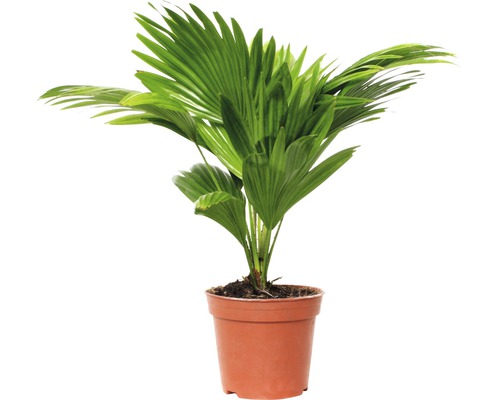 Serdangpalm FLORASELF Livistona rotundifolia 40-50cm Ø15cm