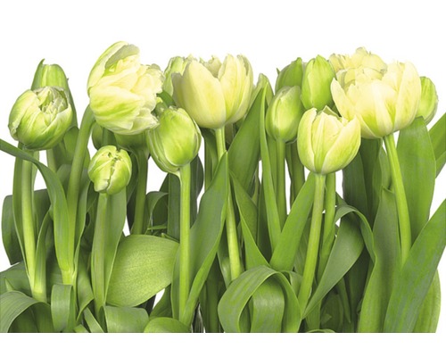 Fototapet KOMAR 8 delar tulips 368x254cm 8-900