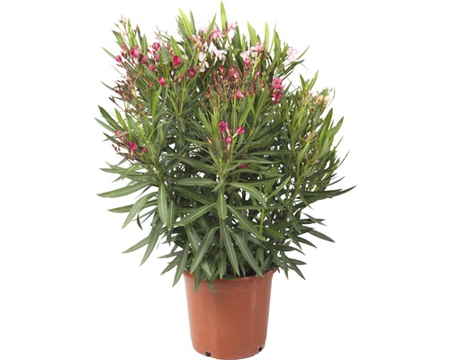 Oleander Tricolor FLORASELF Nerium oleander 40-60xØ25cm