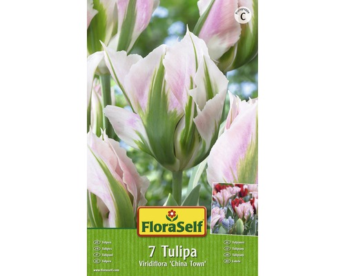 Blomsterlökar FLORASELF tulpan viridiflora China Town rosa 7st
