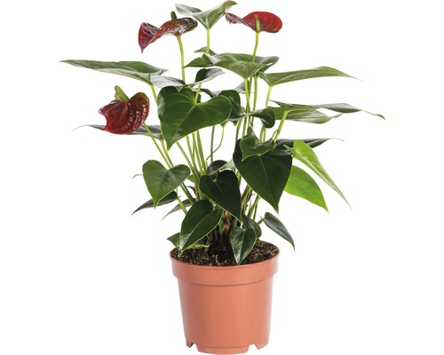 Rosenkalla FLORASELF Anthurium andreanum 35-40xØ12cm röd