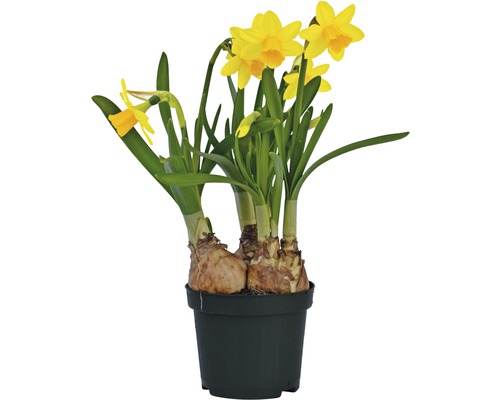 Trumpetnarciss påsklilja FLORASELF Narcissus pseudonarcissus Tete a Tete Ø9cm-0