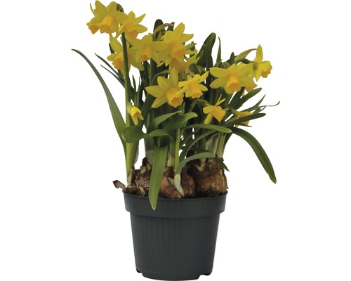 Trumpetnarciss påsklilja FLORASELF Narcissus pseudonarcissus Tete a Tete Ø12cm